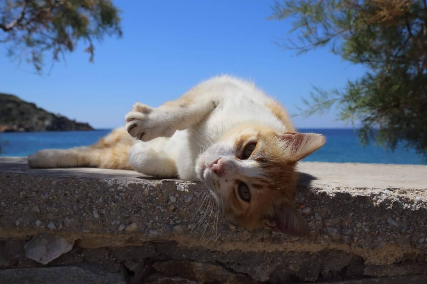 Syros Cats - Animal Action Greece